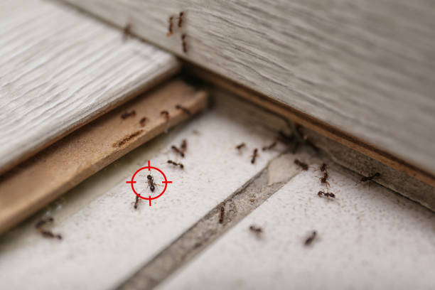 Best Rodent Control Near Me  in Crockett, TX