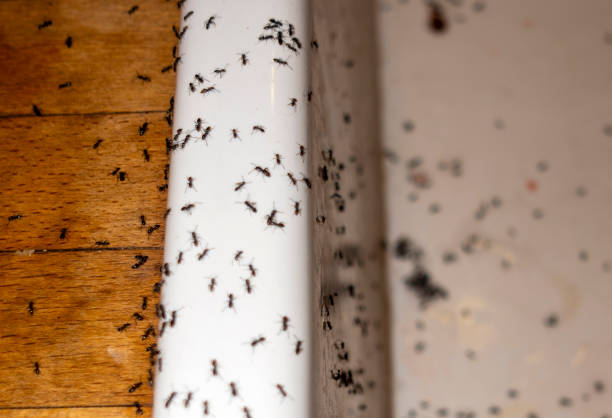 Best Pest Control Near Me in Crockett, TX