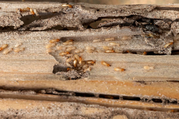 Best Pest Inspection Near Me  in Crockett, TX